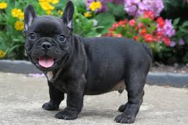 French bulldog puppies for sale welcome to french bulldog breeders. Black Brindle Color Frenchies Tomkings Kennel