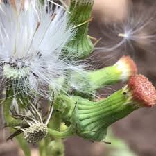 Image result for Crassocephalum paludum