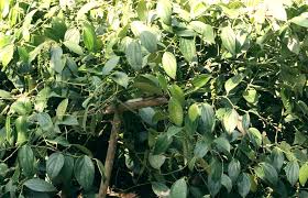 Untuk mendapatkan anak benih lada. Kebun Uang Dari Budidaya Lada Atau Merica