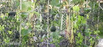 Here are six things you can do to prevent or stop squash vine borers from damaging your squash plants: How To Grow Squashes Vertically
