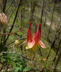 Maybe you would like to learn more about one of these? Wild Columbine Aquilegia Canadensis