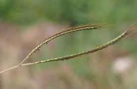 Image result for Dichanthium