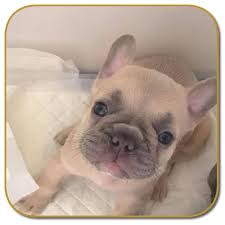 French bulldog puppies and dogs for sale, local or nationwide. Chubbachops French Bulldog Breeder