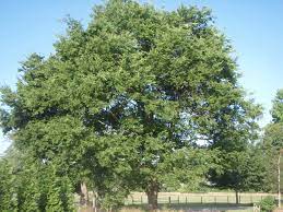 It is one of the few trees in bermuda that do this. Celtis Laevigata Hackberry Southern Hackberry Sugarberry Sugar Hackberry North Carolina Extension Gardener Plant Toolbox