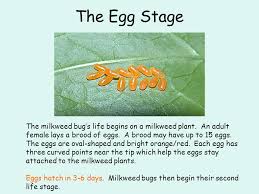 About Milkweed Bugs Large Milkweed Bug Small Milkweed Bug Ppt Video Online Download