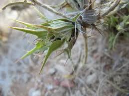 Image result for Blepharis