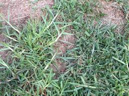 Check spelling or type a new query. Grass Identification