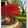 Burning bush euonymus shrubs make an excellent addition to many landscapes as a sensational accent hedge. 1