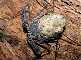 At night, they come out to hunt and feed. Tailless Whip Scorpion Jonathan S Jungle Roadshow