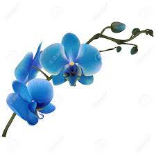 Shop bulk blue flowers for weddings, events and more from blooms by the box for a unique look to any floral arrangement or bouquet at wholesale prices. Blue Orchids Tropical Flowers Exotic Plants Floral Background Royalty Free Cliparts Vectors And Stock Illustration Image 93484518
