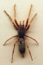 White Tailed Spider Wikipedia