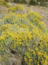 Image result for Eriosema nutans