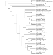 Image result for Lobelia welwitschii