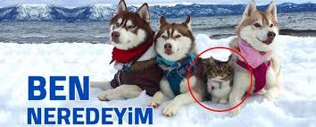 Ntv Haber Turkiye Ve Dunya Gundemi Guncel Son Dakika Haberleri Komik Hayvan Fotograflari Komik Hayvanlar Cok Sirin Hayvanlar