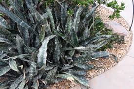 Image result for Canscora kirkii