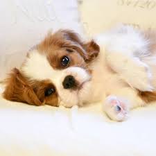 Cavalier King Charles On Instagram So Adorable Himechichi1122 King Charles Cavalier Spaniel Puppy King Charles Dog Cavalier King Charles Dog