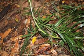 Image result for Calamus deerratus