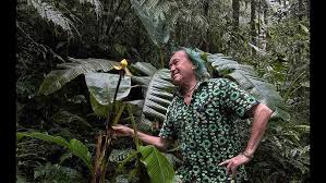 Image result for Siphonochilus brachystemon