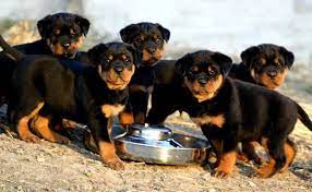 The description of the rottweiler's appearance and. Rottweiler Puppy Adoption 101 Rottweilerhq Com