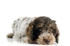 There are no borders or challenges too great when it comes to finding the since i wrote this list of questions one should be asking a potential breeder for the lagotto romagnolo club of america, i think i should also have it. Lagotto Romagnolo Dog Breed Information