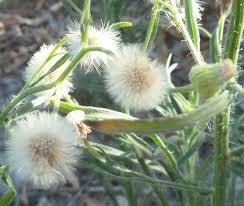 Image result for Erigeron bonariensis
