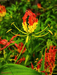 Image result for Gloriosa superba