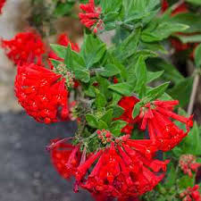 Image result for Bouffordia