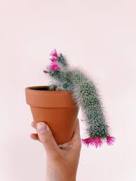 All summer they were pushing out buds that never blossomed. This Is Penis Cactus He S A Happy Flaccid Boi He Used To Bloom Ahem Just At The Tip But Now We Re Getting Ball Blooms Too Houseplants