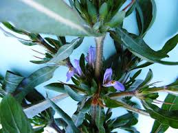 Image result for Hygrophila schulli