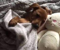 Wenn sie nicht die exakte auflösung finden, klicken sie auf mehr auflösung unter bilddetails. Hund Sagt Gute Nacht Orschlurch Net