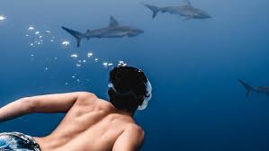 Swimming with Sharks Hawaii: A Complete First-Timer's Guide to Shark Diving  — Deep Blue Eco Tours