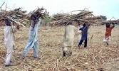 Image of sugarcane crops in pakistan