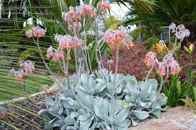 Image result for Cotyledon orbiculata