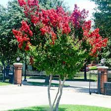 One vendor has this plant for sale. Dwarf Red Victor Crape Myrtle Trees 6 Each Grown In Quart Containers 6 12 Tall Shipped In Packs Of 4 6 9 12 And 16 Crape Myrtle Guy