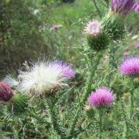 Image result for Carduus leptacanthus