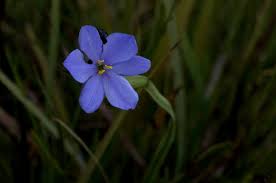 Image result for Aristea abyssinica
