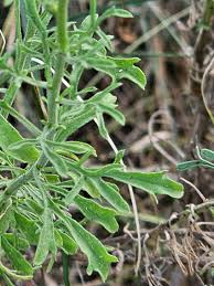 Image result for Eschenbachia stricta