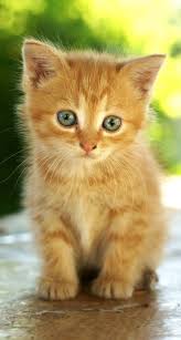 Chaton Roux Chat Mignon Photos De Chats Mignons Bebe Chat