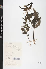 Image result for Aspilia kotschyi