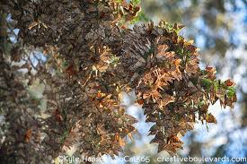 Forming dense clusters in the tops of euc. 110 Pismo Beach Monarch Butterfly Grove Creative Boulevards