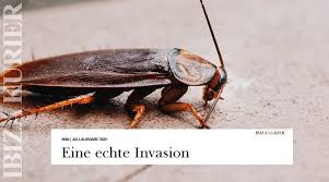 Das kleine ungeziefer in der wohnung können sich fast überall verstecken. Kakerlaken Invasion In Der Calle Pere Frances Fenster Von Verwahrloster Messi Wohnung Stehen Offen Ibiza Kurier