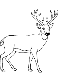 I took the photos of the black fawn near austin, tx. Book Black And White Clipart Deer Reindeer Hunting Transparent Clip Art