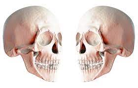 Skull Png Image Skull Human Skull Png Images