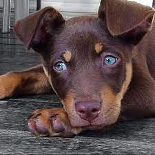A Cute Kelpie Pup Dog Kisses Baby Animals Beautiful Dogs