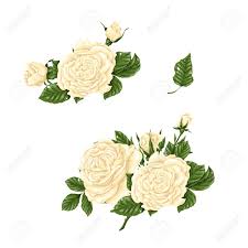 Ftd offers mixed bouquets filled with roses, tulips. Set Of White Roses Bouquets Flowers And Buds Vector Illustration Royalty Free Cliparts Vectors And Stock Illustration Image 98849698