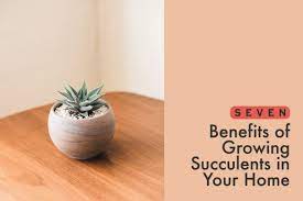 It is very rich in natural vegetation that can what makes this thorny plant efficacious? 7 Benefits Of Growing Succulents In Your Home