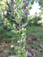 Image result for Polysphaeria multiflora