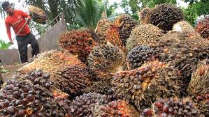 Sejarah kelapa sawit di malaysia. Ini Asal Mula Ri Jadi Eksportir Minyak Sawit Terbesar Dunia