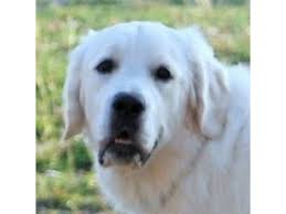 This litter of darker golden retrievers is due early june. Here Is Some Good News For The Dog Lovers Blonde Golden Retriever Puppies For Sale Animals Henderson Kentucky Announcement 140544