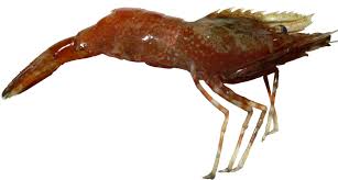 Image result for Ozoroa longipes